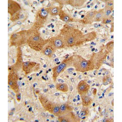 Glucagon (GCG) Antibody