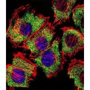 Alpha-Enolase (ENO1) Antibody