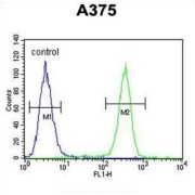 Actin-Related Protein 2 (ACTR2) Antibody