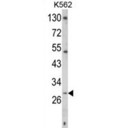 TNF-Related Activation Protein (TRAP) Antibody