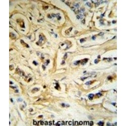 Alpha-S1-Casein (CSN1S1) Antibody