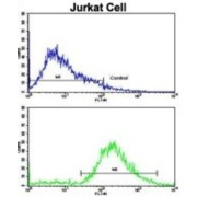 Vasoactive Intestinal Peptide (VIP) Antibody