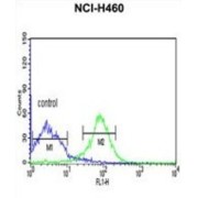 FK506 Binding Protein 14 (FKBP14) Antibody