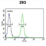 Proto-Oncogene C-Fos (FOS) Antibody