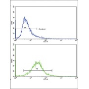 Collagen Type VI Alpha 1 (COL6A1) Antibody