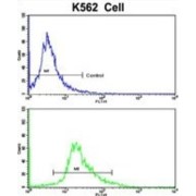 Carbon Catabolite Repression 4 Like Protein (CCRN4L) Antibody