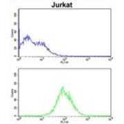 Cell Division Cycle Associated 3 (CDCA3) Antibody