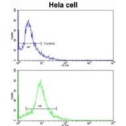 Eukaryotic Translation Initiation Factor 3 Subunit H (EIF3H) Antibody