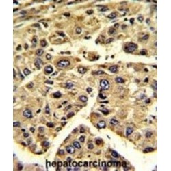 Eukaryotic Translation Initiation Factor 3 Subunit H (EIF3H) Antibody