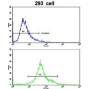 Elastin Microfibril Interfacer 1 (EMILIN1) Antibody