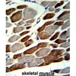 Elastin Microfibril Interfacer 1 (EMILIN1) Antibody