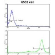 MDM2 Binding Protein (MTBP) Antibody