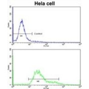 Protein Disulfide Isomerase A6 (PDIA6) Antibody