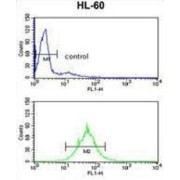 Proteasome Activator Complex Subunit 2 (PSME2) Antibody
