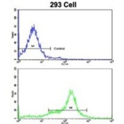 Keratin 10 (KRT10) Antibody