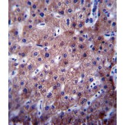 Cytochrome P450 2C19 (CYP2C19) Antibody
