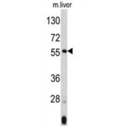 Angiopoietin-Related Protein 3 (ANGPTL3) Antibody