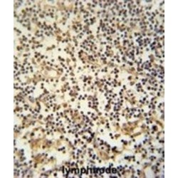 Mastermind Like Transcriptional Coactivator 3 (MAML3) Antibody
