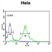 FK506 Binding Protein 2 (FKBP2) Antibody