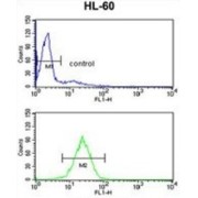 3-Keto-Steroid Reductase (HSD17B7) Antibody