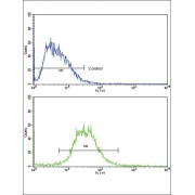 Interleukin 17 Receptor B (IL17RB) Antibody