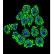 abx032982