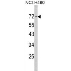 Merlin Antibody
