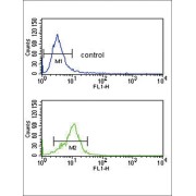 Corticotropin Releasing Hormone Receptor 2 (CRHR2) Antibody