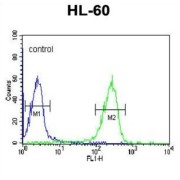 Peptidyl-Prolyl Cis-Trans Isomerase FKBP11 (FKBP11) Antibody