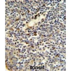 Peptidyl-Prolyl Cis-Trans Isomerase FKBP11 (FKBP11) Antibody