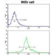 Homeobox Protein Hox-B5 (HOXB5) Antibody