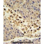 Collectin 11 (COLEC11) Antibody