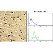 Enterotoxin Type H (ENTH) Antibody