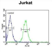Protein Tyrosine Phosphatase, Non Receptor Type 11 (PTPN11) Antibody
