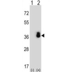 Serine/arginine-Rich Splicing Factor 1 (SFRS1) Antibody