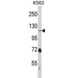 Ras-Interacting Protein 1 (RASIP1) Antibody