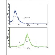 Superoxide Dismutase 3 (SOD3) Antibody