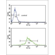 Trifunctional Enzyme Subunit Alpha, Mitochondrial (HADHA) Antibody