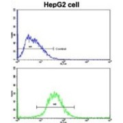 Ferritin Heavy Chain (FTH1) Antibody