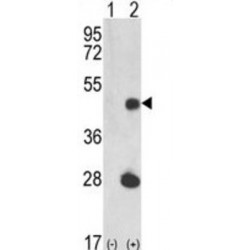 LUC7 Like (LUC7L) Antibody