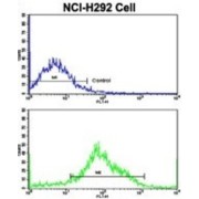 MyoGEF Antibody