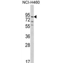 MyoGEF Antibody