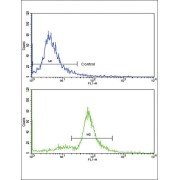 Methylcrotonoyl-CoA Carboxylase 2 (MCCC2) Antibody