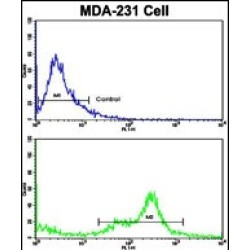 Complement Component 6 (C6) Antibody