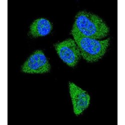 Complement Component 6 (C6) Antibody