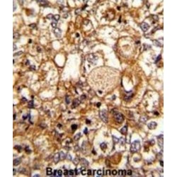 Complement Component 6 (C6) Antibody
