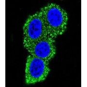 T-Cell-Specific Surface Glycoprotein CD28 (CD28) Antibody