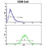 Rho GTPase Activating Protein 45 (HMHA1) Antibody