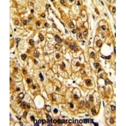 Integrin Alpha X / CD11C (ITGAX) Antibody