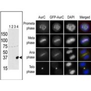 Aurora Kinase C (AURKC) Antibody